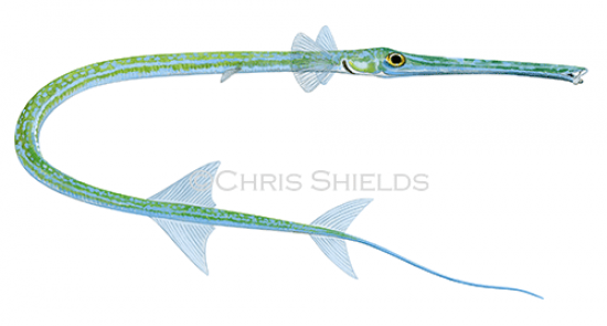 Illustration of Bluespotted Cornetfish (Fistularia-commersonii).png (#4664)