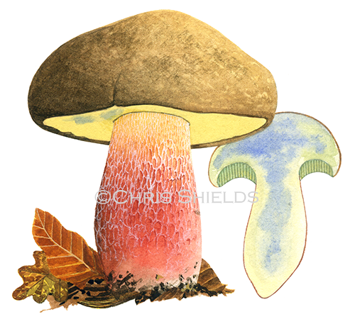 Illustration of Boletus calopus (Bitter Beech Bolete) (#3494)
