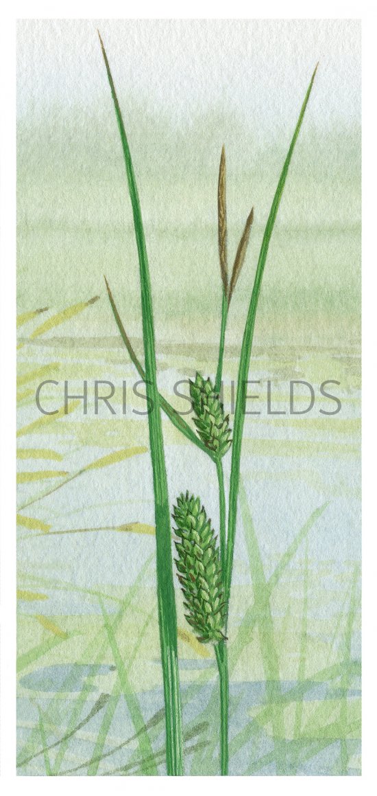 Illustration of Bottle Sedge (Carex rostrata) (#4387)