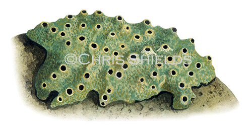 Illustration of Breadcrumb Sponge (Halichondria panicea) (#1827)
