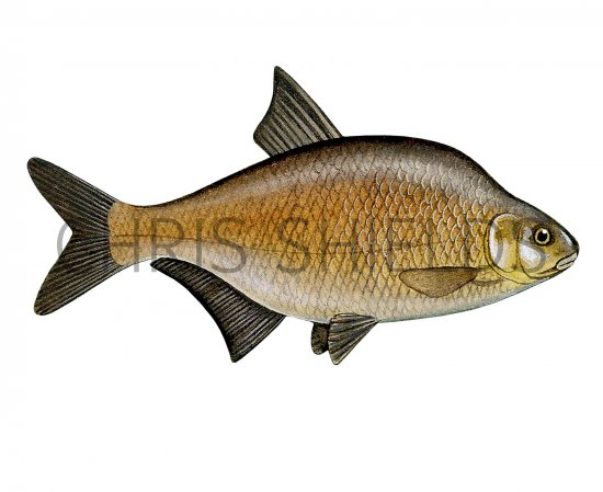 Illustration of Bream (Bronze) Abramis brama (#2711)