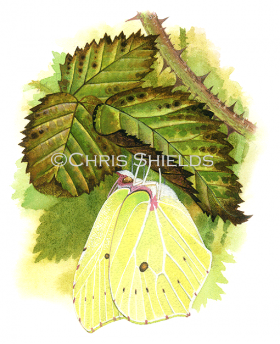 Illustration of Brimstone Butterfly female (Gonepteryx rhamni) (#2709)