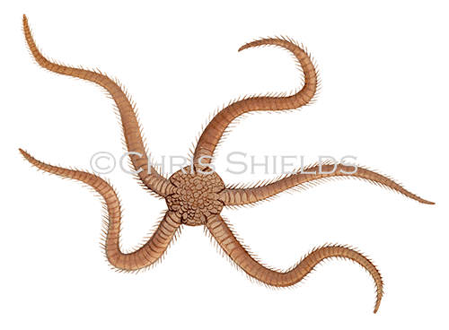 Illustration of Brittlestar (Ophiura ophiura) (#1865)