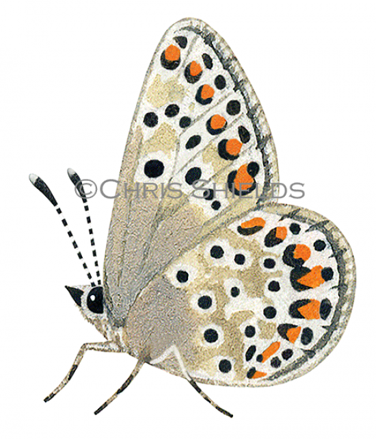 Illustration of Brown Argus (male) Aricia agestis (#1454)