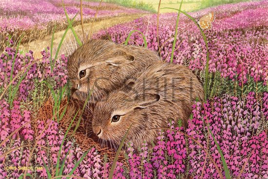 Illustration of Brown Hare Leverit (Lepus europaeus) (#3671)