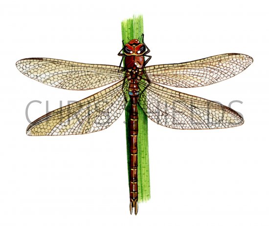 Illustration of Dragonfly (Brown Hawker) Aeshna grandis (#1271)