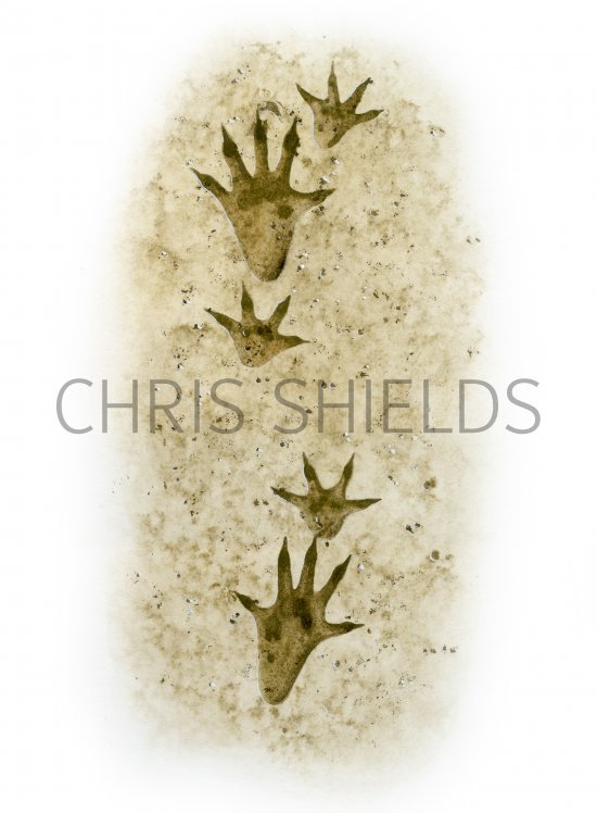 Illustration of Rat (Brown) Footprints (Rattus norvegicus) (#4144)