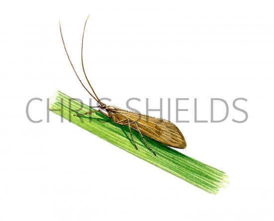 Illustration of Brown Sedge (Anabolia nervosa) (#2565)