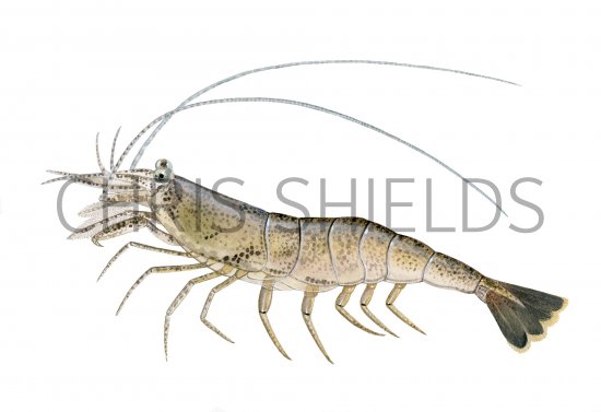 Illustration of Brown Shrimp (Crangon crangon) (#4133)