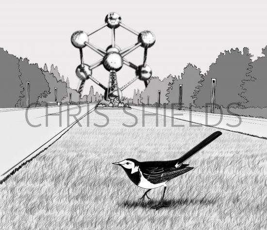 Illustration of Pied Wagtail (Motacilla alba) (#1179)