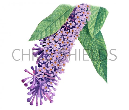 Illustration of Butterfly Bush (Buddleia davidii) (#2025)