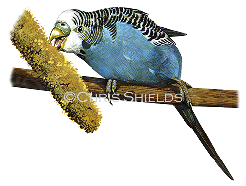 Illustration of Budgerigar (Melopsittacus undulatus) (#0053)