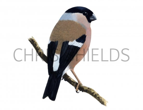 Illustration of Bullfinch female (Pyrrhula pyrrhula) (#1190)