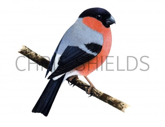 Illustration of Bullfinch male (Pyrrhula pyrrhula) (#1192)