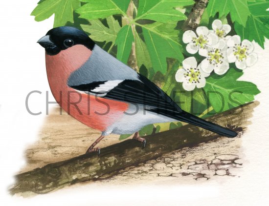 Illustration of Bullfinch male (Pyrrhula pyrrhula) (#4338)