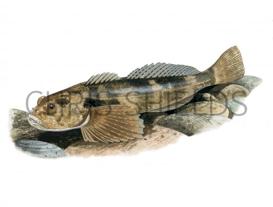 Illustration of Bullhead (Cottus gobio) (#2705)