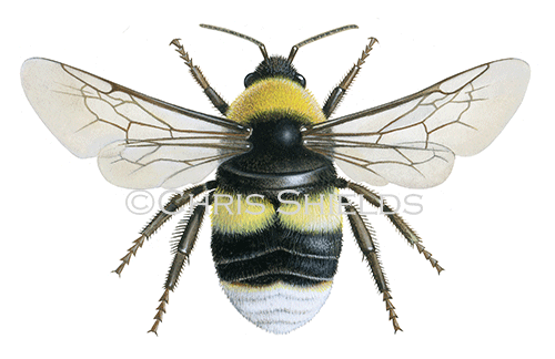 Illustration of Bumblebee (Broken-belted) Bombus soroensis (#4103)