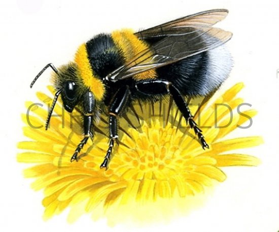 Illustration of Bumblebee (Garden) Bombus hortorum (#0383)