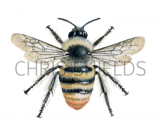 Illustration of Bumblebee (Shrill carder) Bombus sylvarum (#0381)