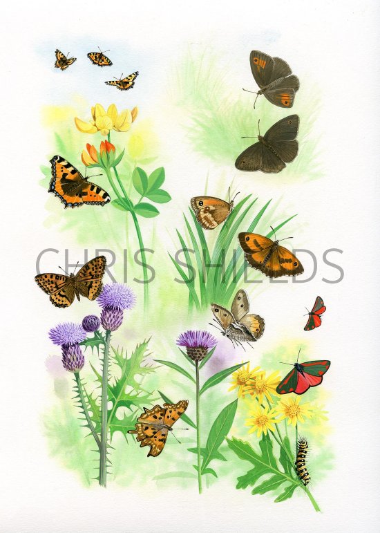 Illustration of Butterflies & Moths (#3457)