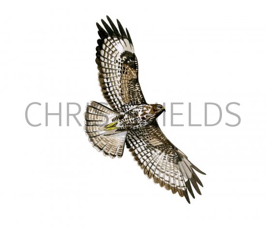 Illustration of Buzzard in flight (Buteo buteo) (#3188)