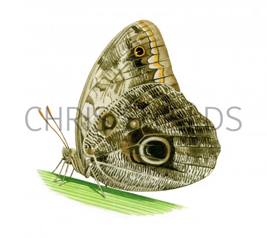 Illustration of Caligo memnon (Owl Butterfly) (#2177)