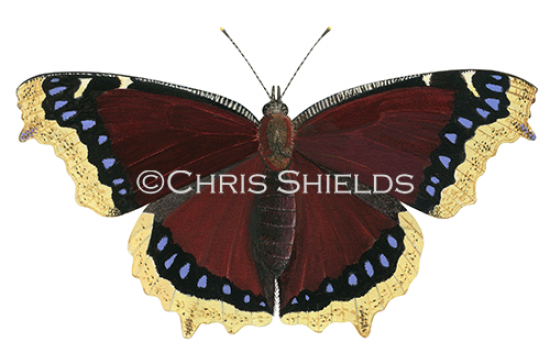 Illustration of Camberwell Beauty (Nymphalis antiopa). (#3539)