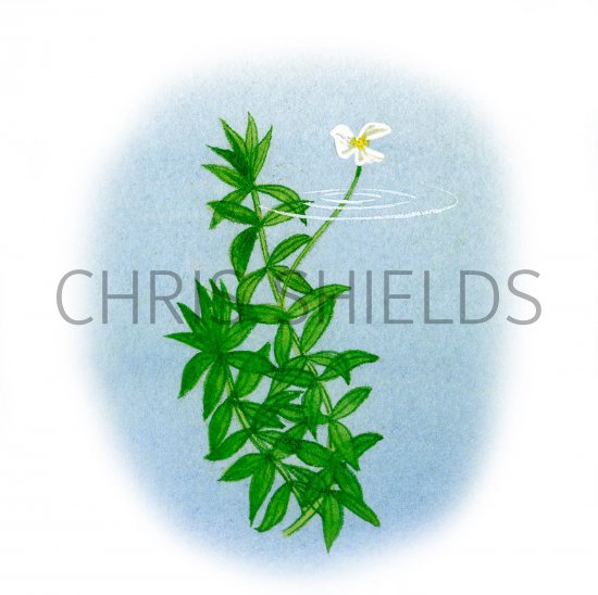 Illustration of Canadian Pond Weed (Elodea canadenis) (#2132)