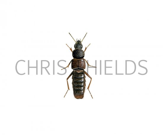 Illustration of Carrion Beetle (Aleobara curtula) (#2951)