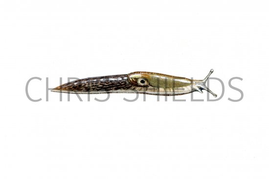 Illustration of Slug (Caruana's) Deroceras panormitanum.jpg (#0630)