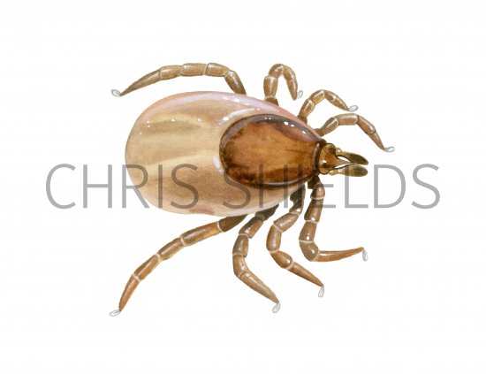 Illustration of Castor Bean Tick (Ixodes ricinus) fed nymph (#4217)