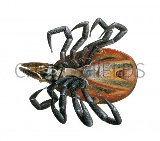 Illustration of Castor Bean Tick (Ixodes ricinus) dead (#4099)
