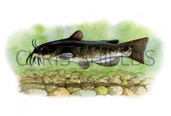 Illustration of Catfish (North American Bullhead) Ictalurus nebulosus (#0131)