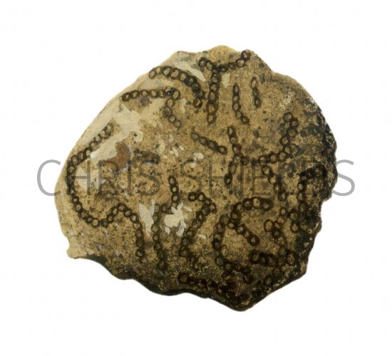 Illustration of Chain Coral fossil Halysites (#0114)