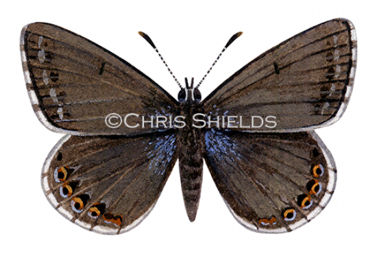 Illustration of Chalk-hill Blue female (Polyommatus coridon) (#1372)