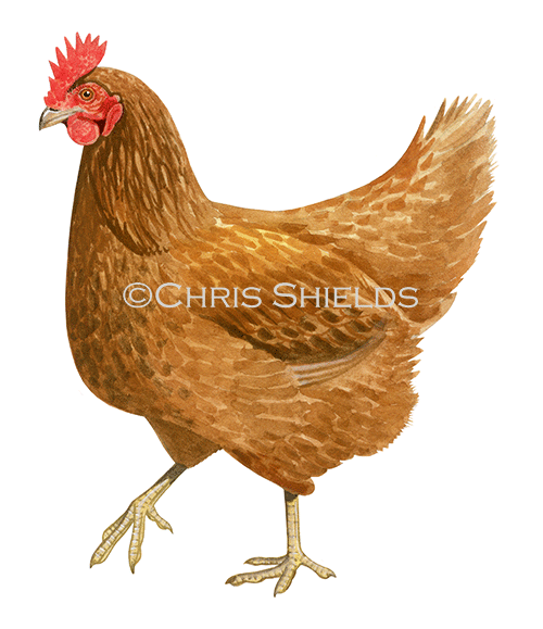 Illustration of Chicken (Gallus gallus domesticus) (#4641)