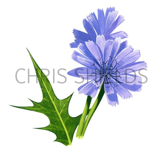 Illustration of Chicory (Cichorium inybus) (#0965)