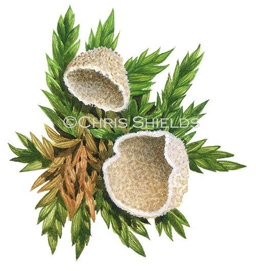 Illustration of Chromocyphella muscicola (#3620)