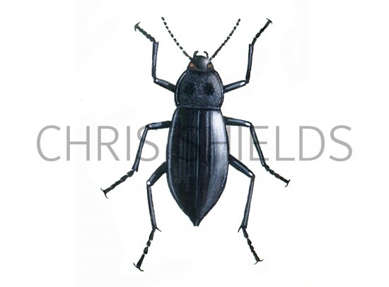 Illustration of Churchyard Beetle (Blaps mucronata) (#0928)