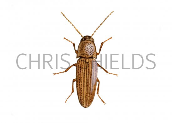 Illustration of Click Beetle (Agriotes linearis) (#0933)