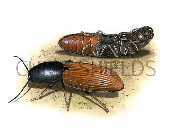 Illustration of Click Beetle (Ampedus sp.) (#1558)