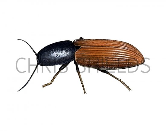 Illustration of Click Beetle (Ampedus sp.) (#2032)