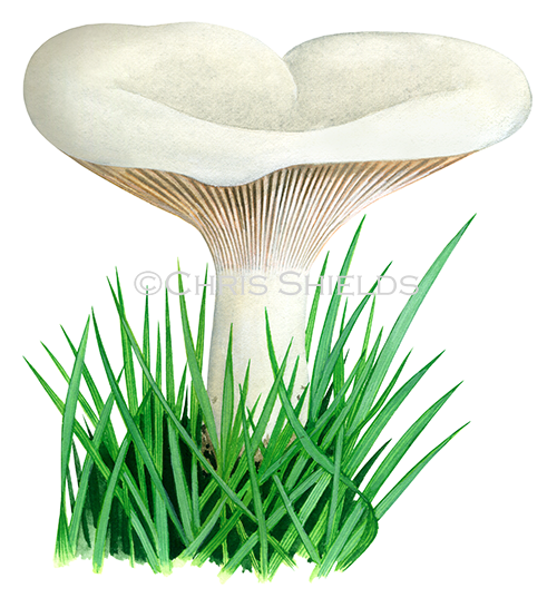 Illustration of Clitopilus prunulus (The Miller) (#3499)