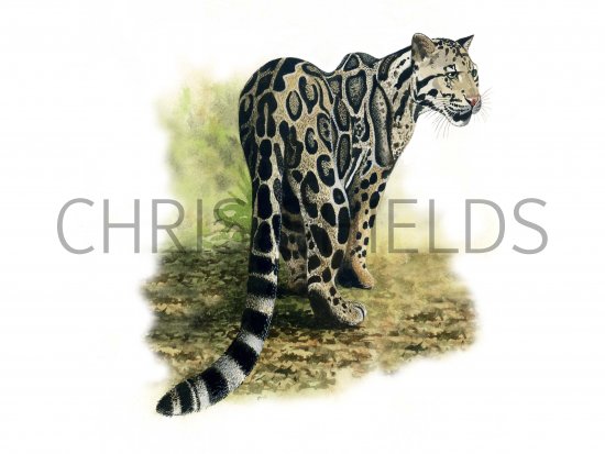 Illustration of Leopard (Clouded) Neofelis nebulosa (#0234)