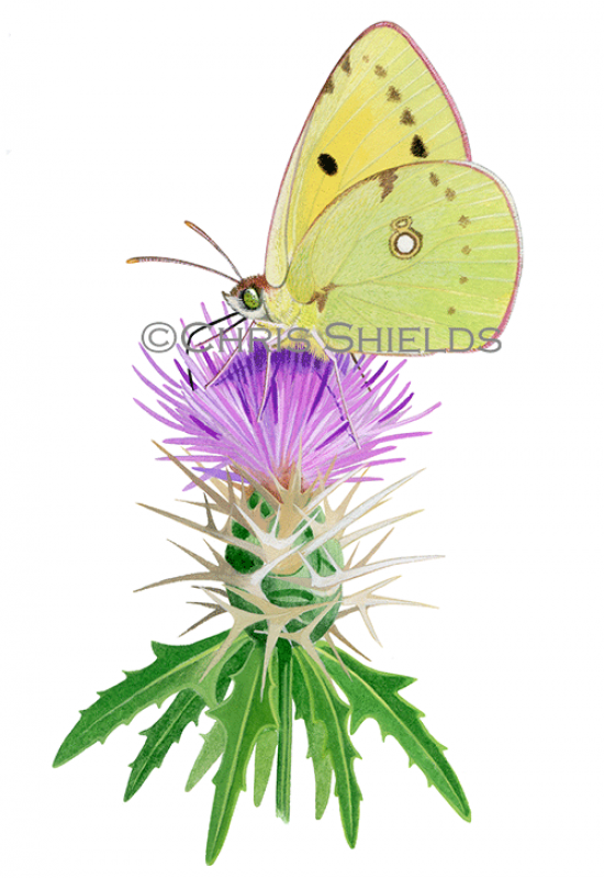 Illustration of Clouded Yellow (Colias croceus) (#4307)
