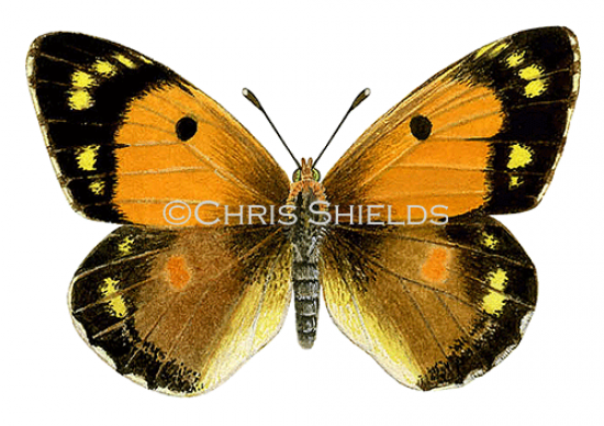 Illustration of Clouded Yellow (female) Colias croceus (#1452)