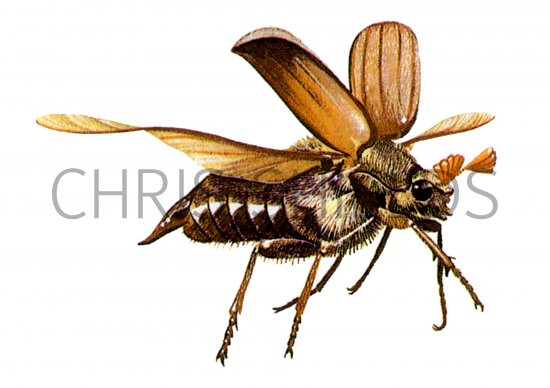 Illustration of Cockchafer (Melolontha melolontha) (#0932)