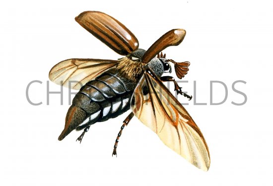 Illustration of Cockchafer (Melolontha melolontha) (#0935)