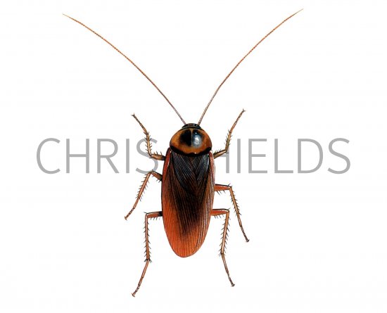 Illustration of Cockroach (Periplaneta americana) (#1354)