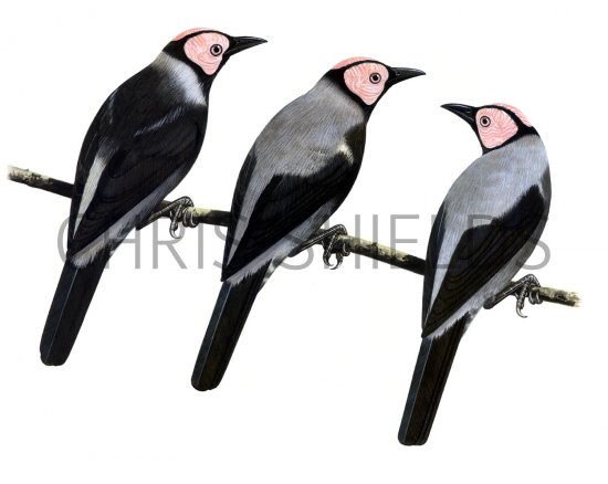 Illustration of Coleto or Bald Starling (Sarcops calvus clavus) (S. c. melanonotus) (S.c. lowii) (#1672)